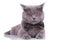 Bothered British Shorthair cat wearing bowtie and frowning