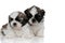 Bothered Shih Tzu puppies looking forward and frowning