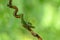 Bothriechis lateralis is a venomous pit viper