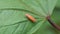 Bothrogonia addita (Orange sharpshooter)