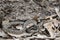 Bothrops Species Snake Camouflaged in Leaves and Dirt