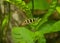 Botia with green, aquarium background. Shallow dof.The clown loach (Chromobotia macracanthus), or tiger botia, is a tropical