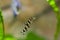 Botia with green, aquarium background. Shallow dof.The clown loach (Chromobotia macracanthus), or tiger botia, is a tropical