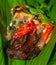 Botok lele, fried catfish served with spicy curry and wrapped with banana leaf.