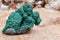 Botryoidal Malachite cluster from Democratic Republic of the Congo on Natural Polished Petrified wood slab