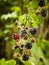 Botrytis fruit rot or gray mold on blackberries