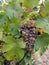 Botrytised Chenin grape, early stage, Savenniere, France