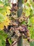 Botrytised Chenin grape, early stage, Savenniere, France