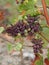 Botrytised Chenin grape, Savenniere, France