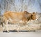 Botswana Beef Cattle