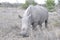 Botswana: Close to a rhino in the wilderness in the central Kalahari