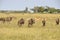 Botswana: Gnus in the Okavango-Delta swamps