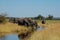 Botswana herd of Elephants drinking water in creek