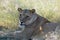 Botswana: A lazy Lioness lying in the grass of the Kalahari