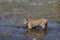 Botswana Lioness in Water with Reflection