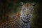 Botswana nature. Leopard, Panthera pardus shortidgei, hidden head portrait in the nice orange grass, big wild cat in the nature