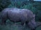 Botswana: Rhino feeding in the wilderness