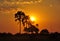 Botswana: sunset in the Okavango-Delta swamps