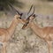 Botswana - Two Male Impala