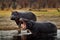 Botswana wildlife. Hippo with open mouth muzzle with toouth, danger animal in the water. Detail portrait of hippo head.