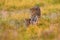 Botswana wildlife.,  Leopard, Panthera pardus shortidgei, hidden head portrait in the nice orange grass, big wild cat in the