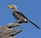 Botswana - Yellowbilled Hornbill