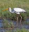 Botswana - Yellowbilled Stork