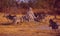 Botswana: Zebras in the wilderness of the Kalahari