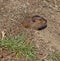 Botta\'s Pocket Gopher