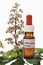 Bottle with Bach Flower Stock Remedy, White Chestnut (Aesculus hippocastanum)