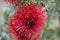 Bottle Brush