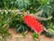 Bottle Brush Or Callistemon Citrinus In Bloom In Crete