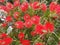 Bottle Brush Or Callistemon Citrinus In Bloom In Crete