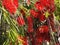 Bottle Brush Or Callistemon Citrinus In Bloom In Crete