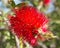 Bottle brush, callistemon, flower, botanic