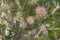 Bottle brush (Callistemon) in sweet pink color blossoming in the