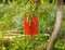 Bottle Brush Or Callistemon Tree In Portugal