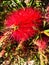 Bottle brush flower