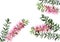 Bottle brush flowers or callistemon ,pink flower on white background,vector