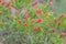 Bottle brush flowers (Callistemon) in red color blossoming in th