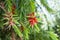 Bottle brush red flower tree, callistemon speciosus