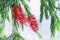 Bottle brush red flower tree, callistemon speciosus