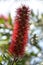 Bottle brush tree red fur pollen green leaf in garden - Callistemon