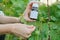 Bottle with chemical insecticide in the gardeners hand close-up, background pest-infested aphids insects plant rose