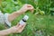 Bottle with chemical insecticide in the gardeners hand close-up, background pest-infested aphids insects plant rose
