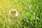 Bottle with coins stands on grass bench, transparent jar