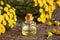 A bottle of common tansy essential oil with blooming Tanacetum vulgare plant