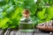 A bottle of coriander essential oil with coriander seeds and fresh cilantro leaves