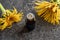 A bottle of elecampane essential oil with fresh Inula helenium