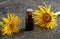 A bottle of elecampane essential oil with fresh plant